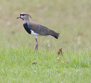 Southern Lapwing, Baganara Resort, Guyana.e